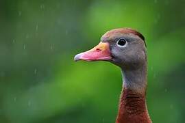 Dendrocygne à ventre noir