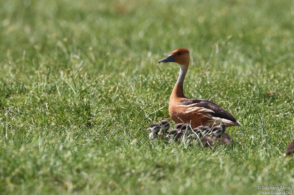 Dendrocygne fauve