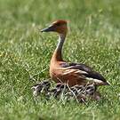 Dendrocygne fauve