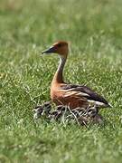 Fulvous Whistling Duck