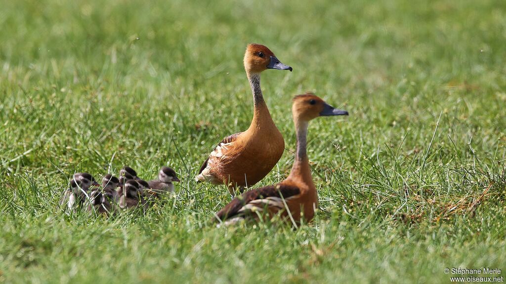 Dendrocygne fauve