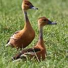 Dendrocygne fauve