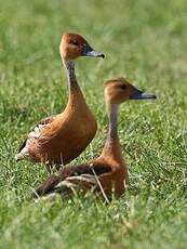 Dendrocygne fauve