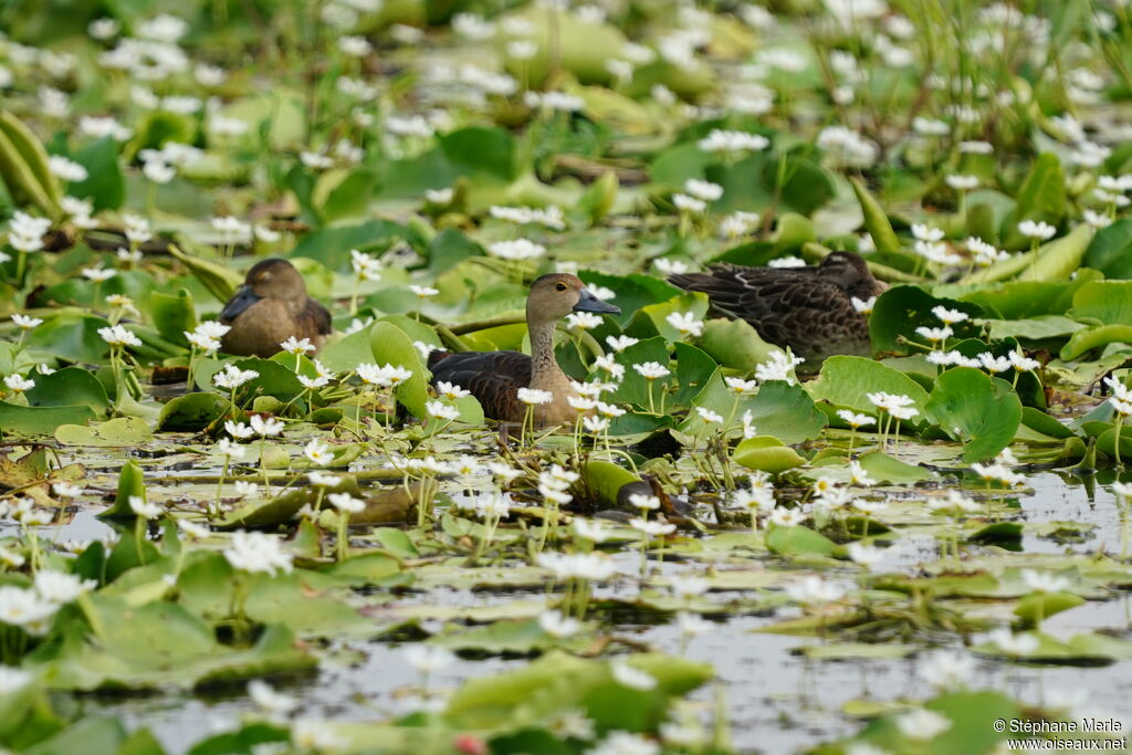 Dendrocygne siffleur