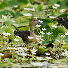 Dendrocygne siffleur