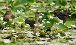 Lesser Whistling Duck