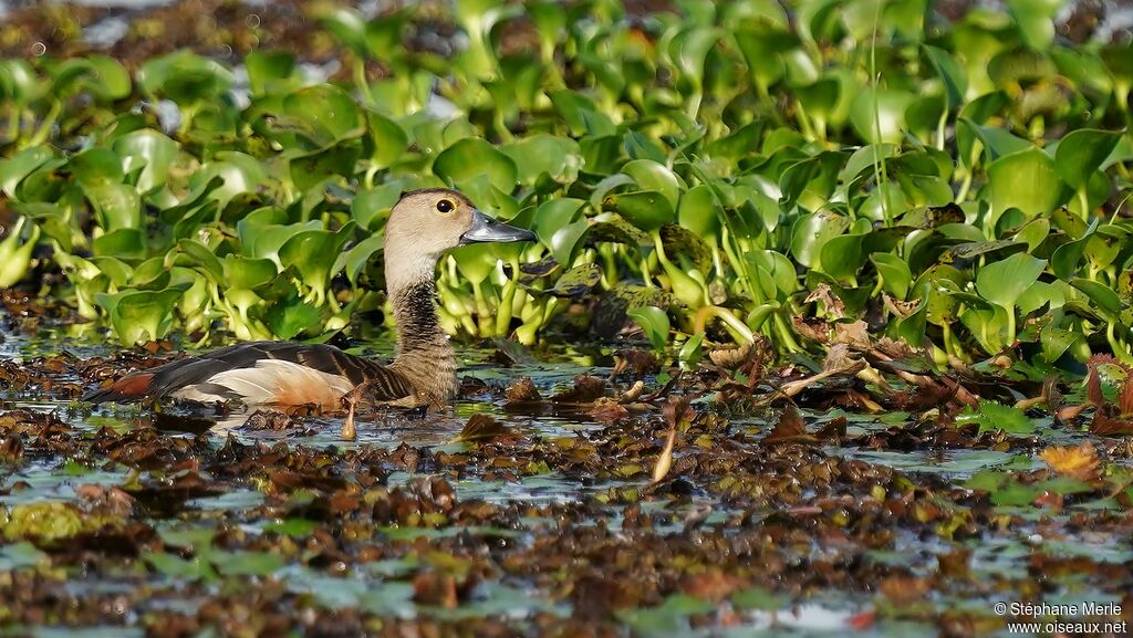 Dendrocygne siffleuradulte