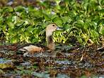Dendrocygne siffleur