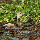 Dendrocygne siffleur