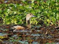 Dendrocygne siffleur