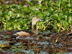 Lesser Whistling Duck