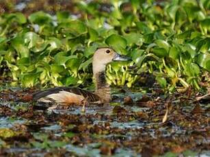 Dendrocygne siffleur