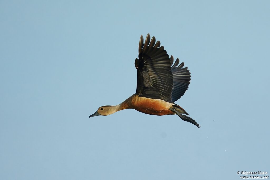 Dendrocygne siffleuradulte