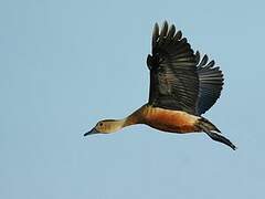 Lesser Whistling Duck