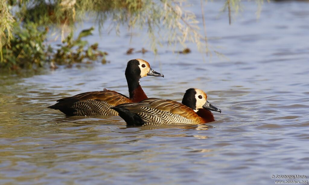 White-faced Whistling Duckadult