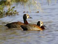 White-faced Whistling Duck