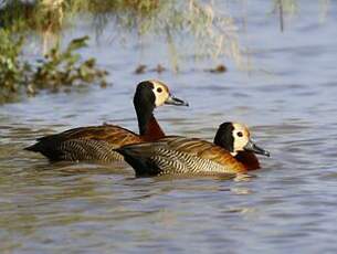 Dendrocygne veuf