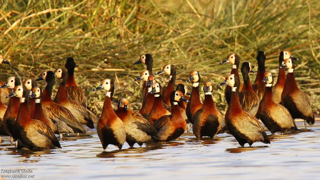 White-faced Whistling Duckadult, habitat, pigmentation, Behaviour