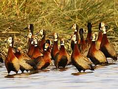 White-faced Whistling Duck