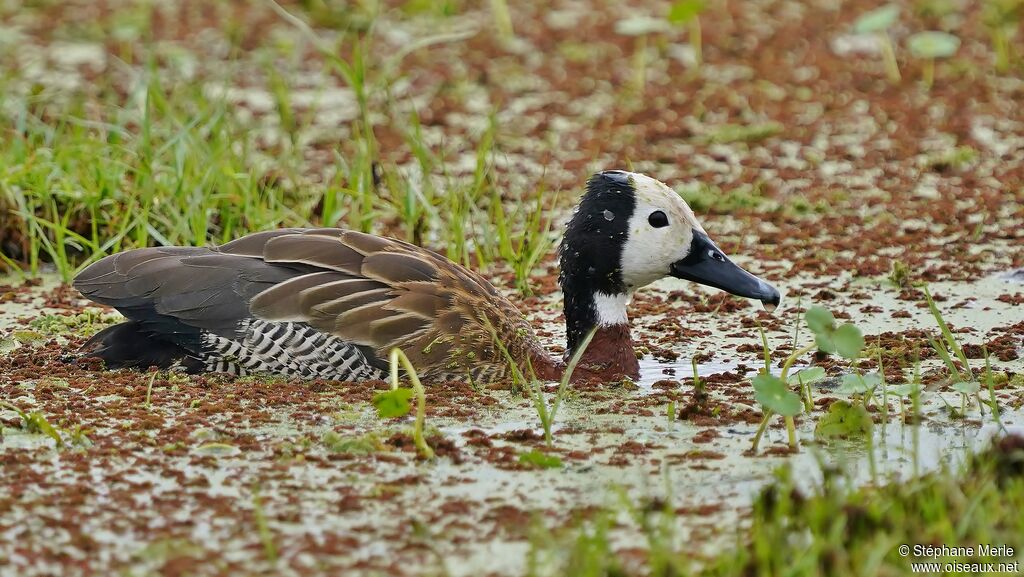 White-faced Whistling Duckadult