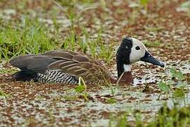 White-faced Whistling Duck