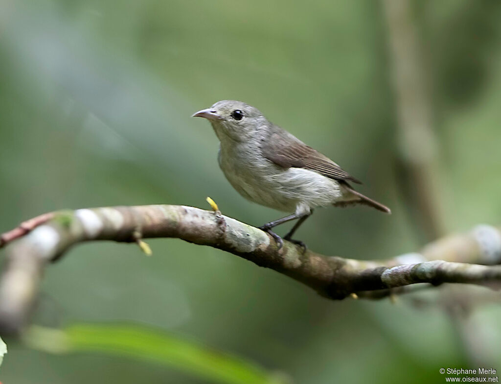 Thick-billed Flowerpeckeradult