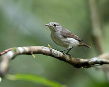 Thick-billed Flowerpecker