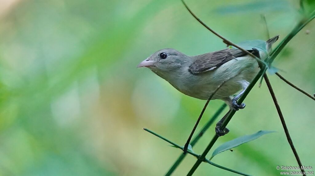 Pale-billed Flowerpeckeradult