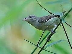 Pale-billed Flowerpecker