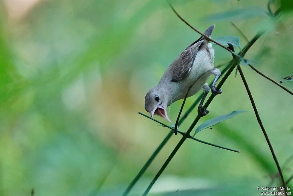 Pale-billed Flowerpeckeradult