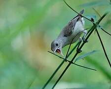 Pale-billed Flowerpecker