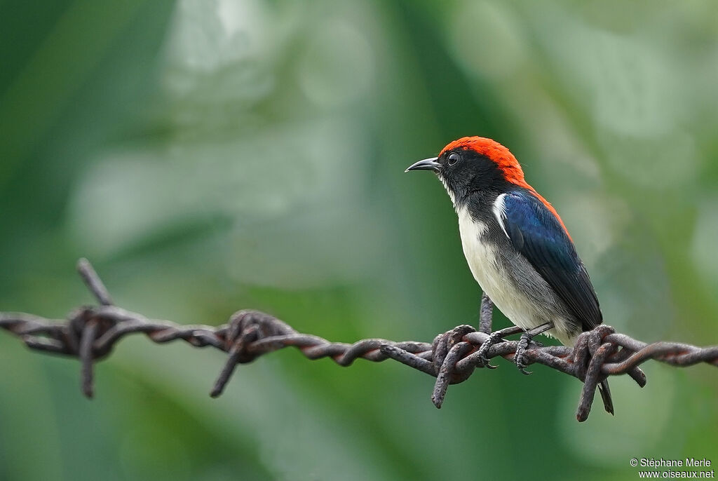 Scarlet-backed Flowerpecker male adult