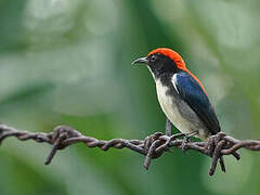 Scarlet-backed Flowerpecker