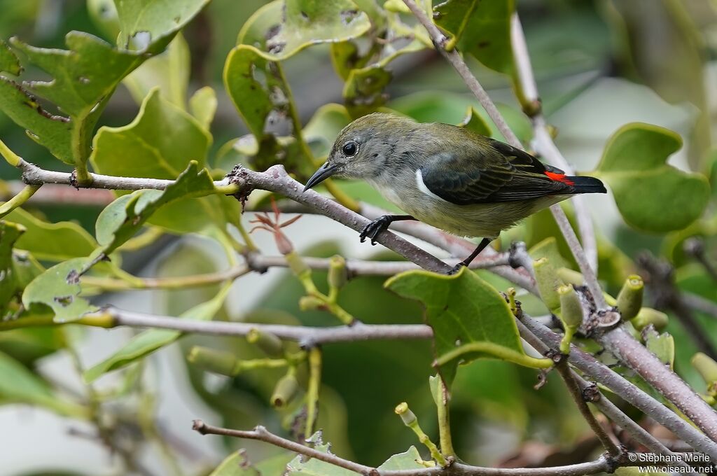 Scarlet-backed Flowerpecker female adult