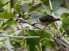 Scarlet-backed Flowerpecker