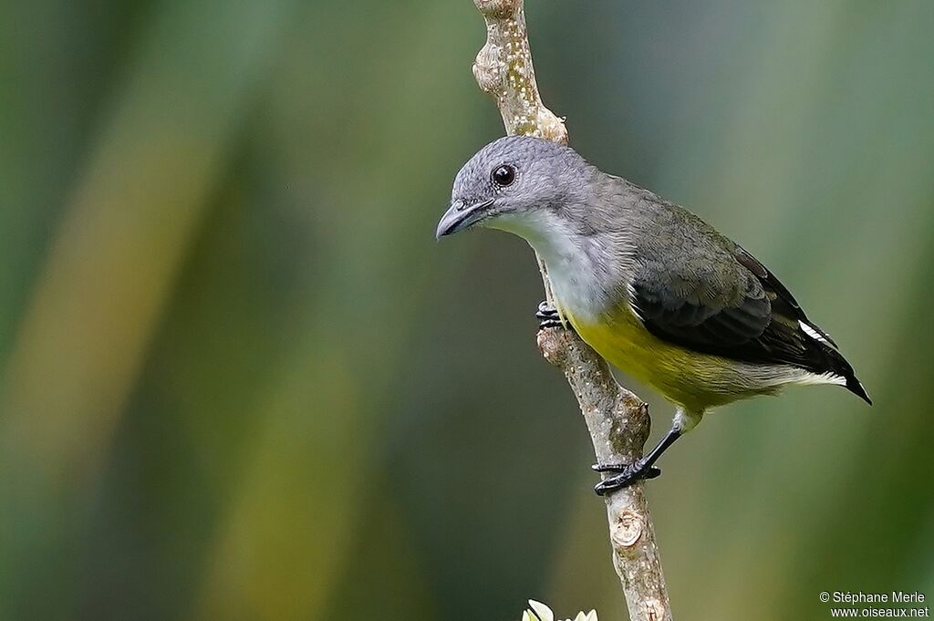 Legge's Flowerpecker female adult