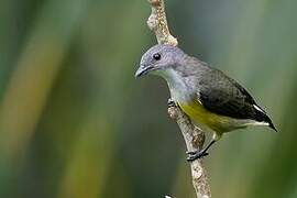 Legge's Flowerpecker