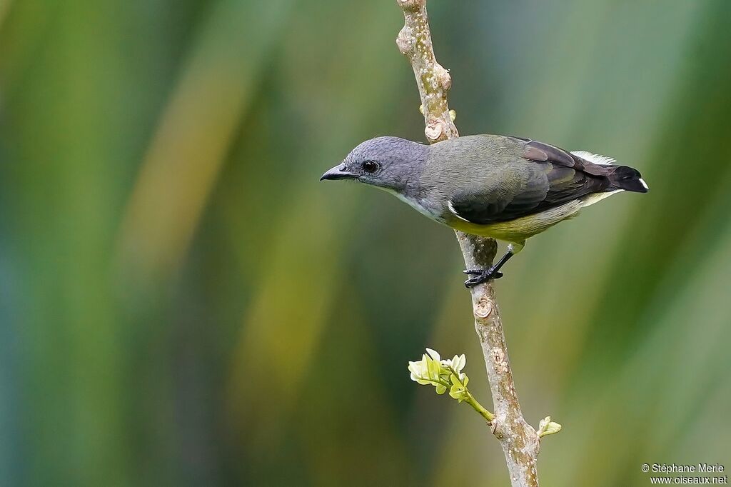 Legge's Flowerpecker