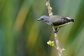 Legge's Flowerpecker