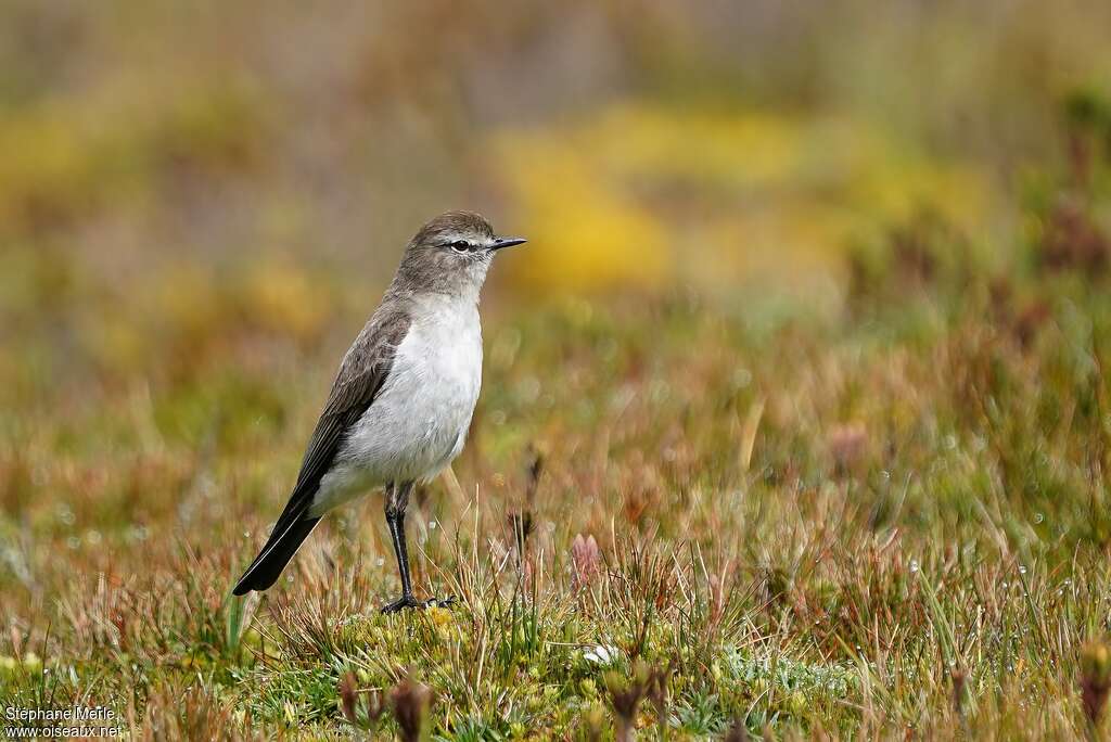 Paramo Ground Tyrantadult, habitat, pigmentation, Behaviour