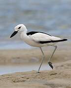 Crab-plover