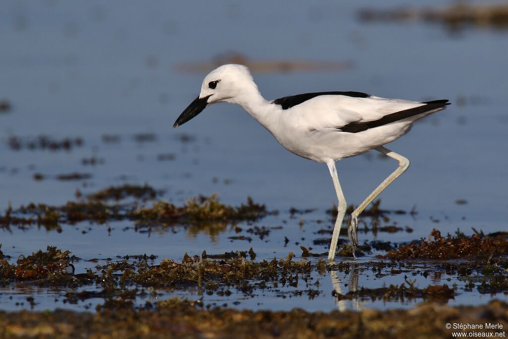 Crab-plover