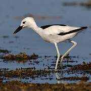 Crab-plover