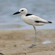 Crab-plover