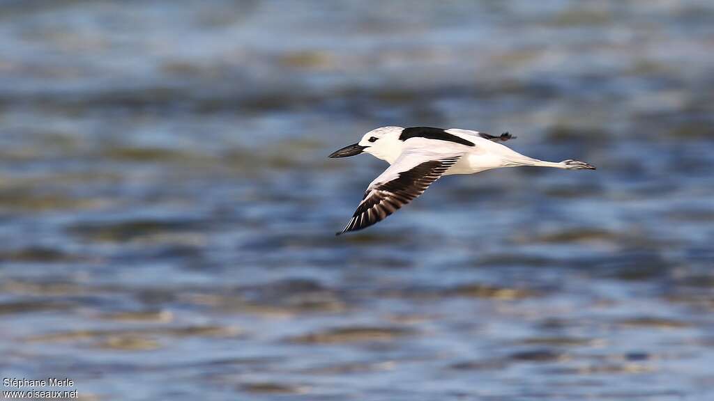 Crab-ploveradult, Flight