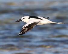 Crab-plover