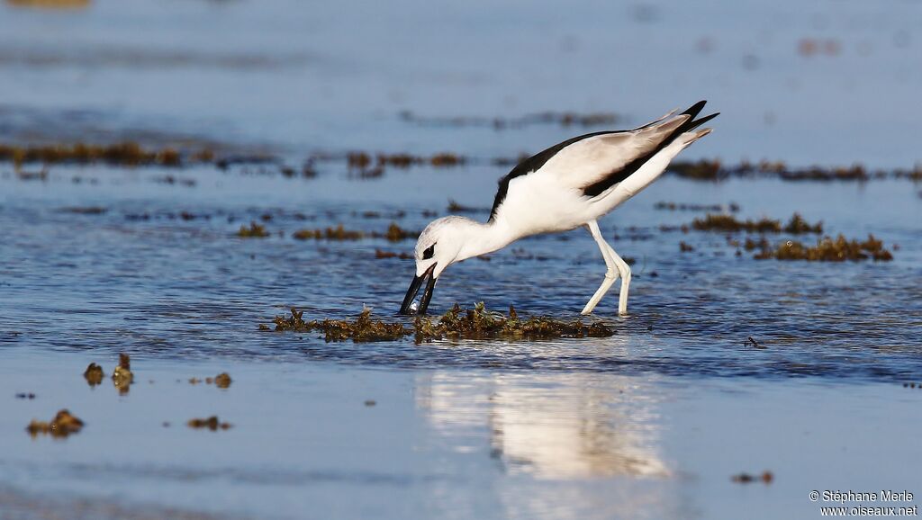 Crab-plover