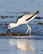 Crab-plover