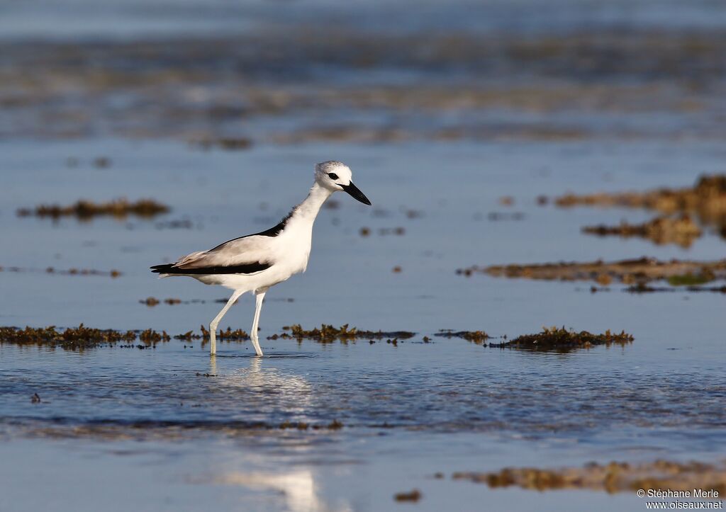 Crab-plover