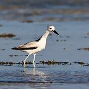 Crab-plover